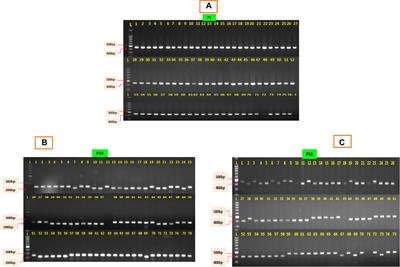 Elucidating Mitochondrial DNA Markers of Ogura-Based CMS Lines in Indian Cauliflowers (Brassica oleracea var. botrytis L.) and Their Floral Abnormalities Due to Diversity in Cytonuclear Interactions